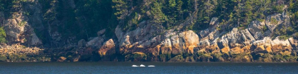 Bélugas du Saint-Laurent vus à la surface.